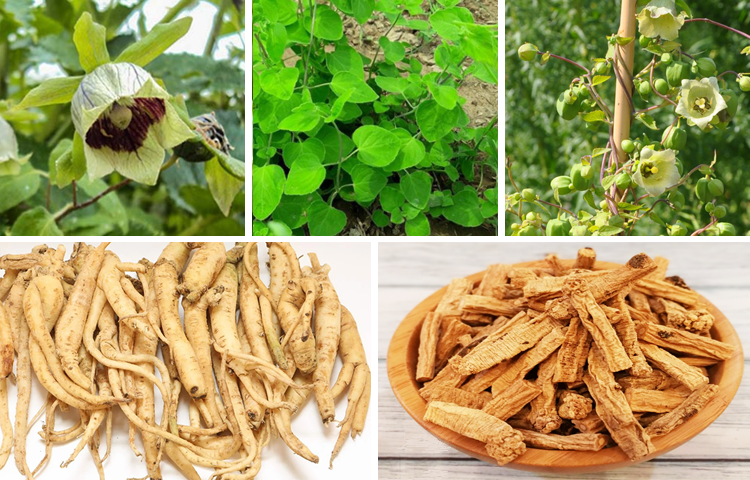 Đẳng Sâm (Ngân Đằng - Codonopsis javanica)